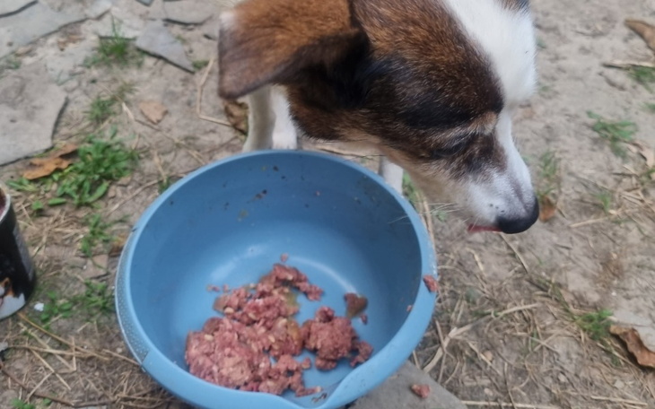 Zbiórka Wiejskie psiaki - zdjęcie główne