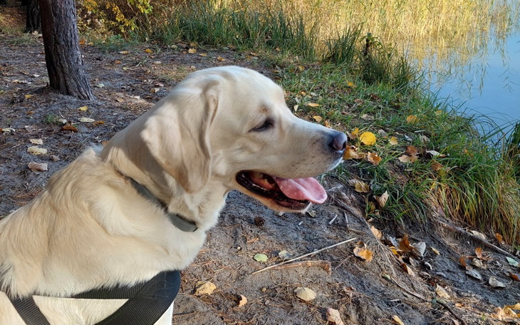 Zbiórka Na Leczenie Psa Dasha Labradorka - zdjęcie główne