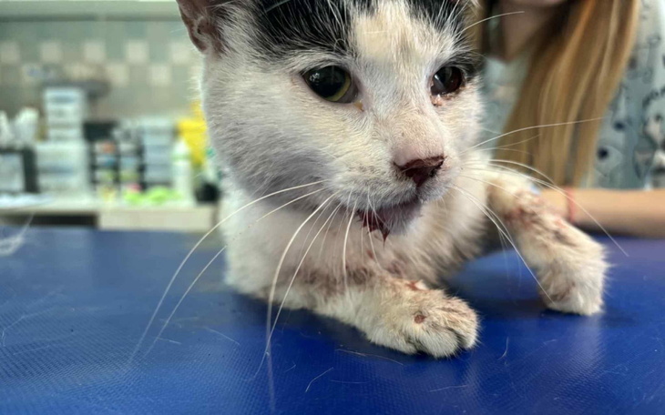 Kotek z uszkodzoną łapką, leżący na stole weterynaryjnym.