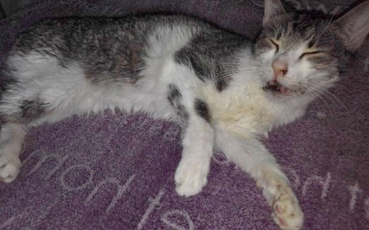 Zbiórka Supełek walczy-walczmy z nim - zdjęcie główne