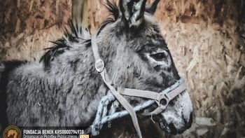 Zbiórka Ostatnia nadzieja dla Marlenki! - miniaturka zdjęcia