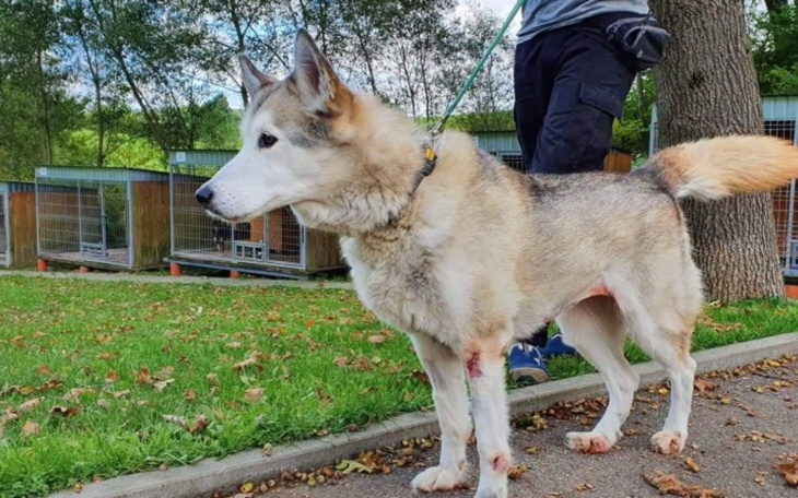 Zbiórka DARY dla zwierząt do SCHRONISKA - zdjęcie główne