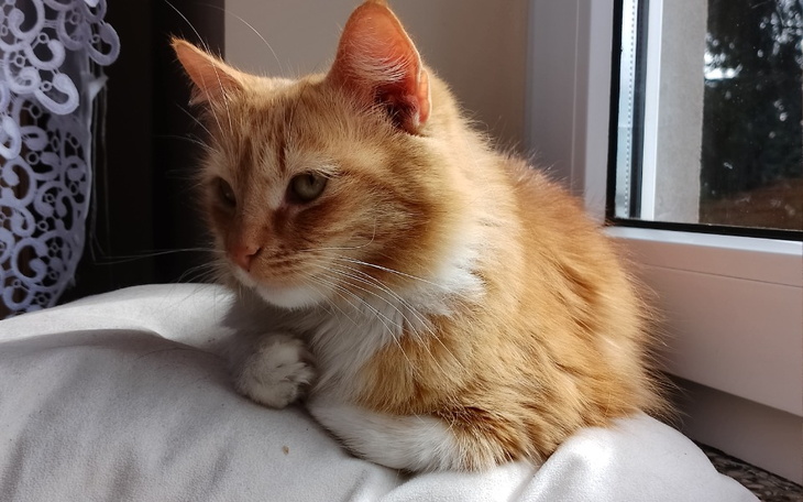 Zbiórka Kastracja kotki przybłędy - zdjęcie główne