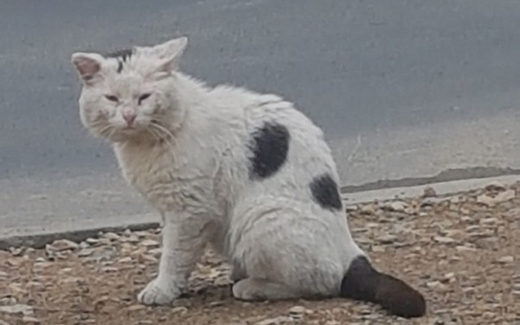 Zbiórka Koty wiejskie czyli niczyje? - zdjęcie główne