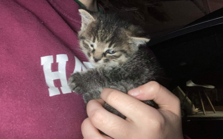 Zbiórka Na leczenie dla kotka - zdjęcie główne