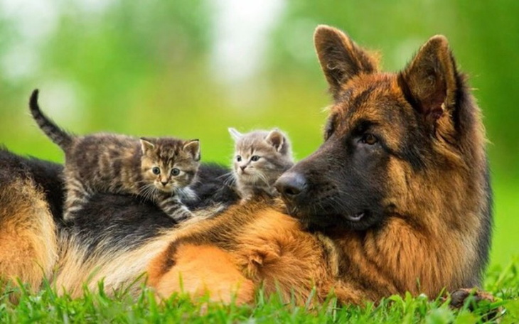 Zbiórka Na Schronisko okoliczne - zdjęcie główne