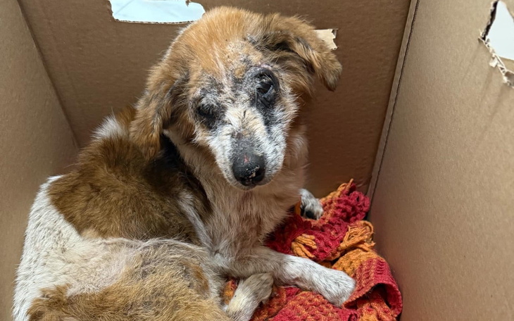 Stary pies w kartonowym pudełku.