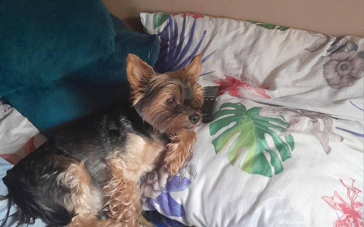 Zbiórka Na operacje zerwanych więzadeł u - zdjęcie główne