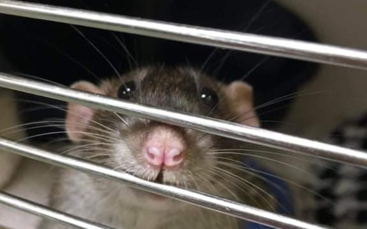 Zbiórka Śląskie szczury - dalsze leczeni - zdjęcie główne