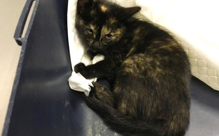 Zbiórka Kociak potrącony przez samochód - zdjęcie główne