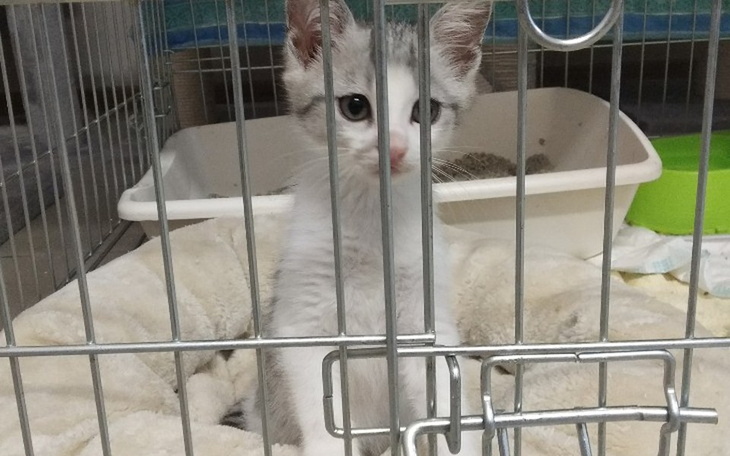 Zbiórka Jedyny ratunek dla kotów - pomóż - zdjęcie główne