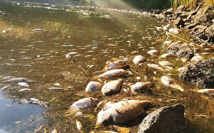 Zbiórka Katastrofa Ekologiczna-Odra - zdjęcie główne