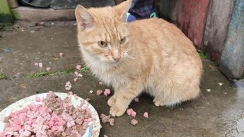 Zbiórka Rudzik zbiera na operację - miniaturka zdjęcia