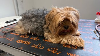 Zbiórka Katowany Misza - miniaturka zdjęcia