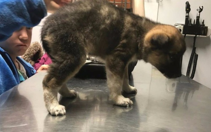 Zbiórka Maluchy WALCZĄ O ŻYCIE - zdjęcie główne