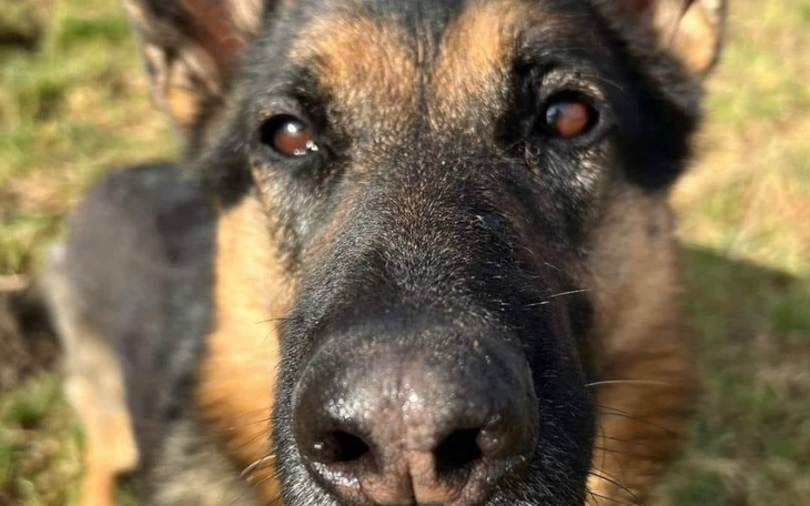 Bliskie ujęcie psa, który wygląda na zmartwionego.