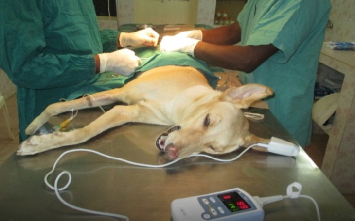 Zbiórka Na 2 operację - zdjęcie główne