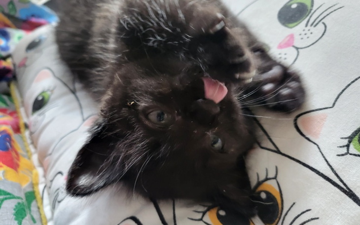 Zbiórka Pomoc dla Salemka - zdjęcie główne