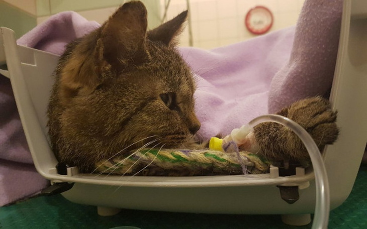 Zbiórka Pomóżmy  Ruci - zdjęcie główne