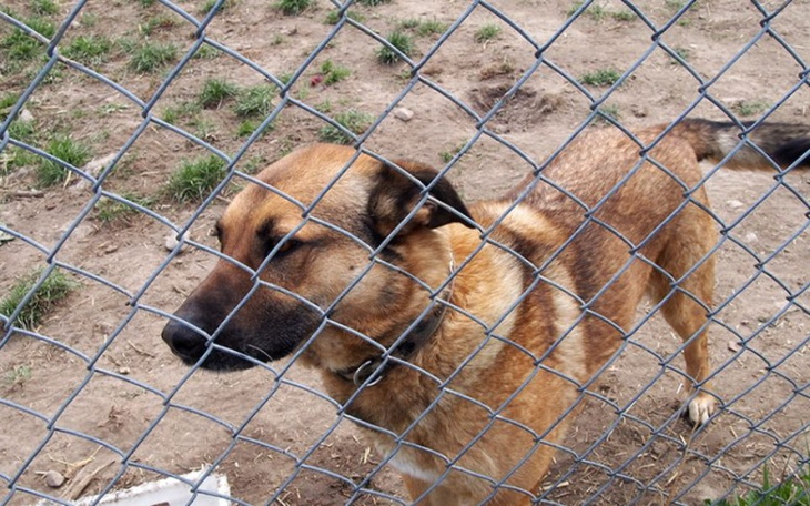 Zbiórka Na karmę dla schronisk. - zdjęcie główne