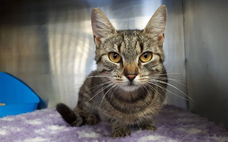 Zbiórka Sterylizacja Stabłowice - zdjęcie główne