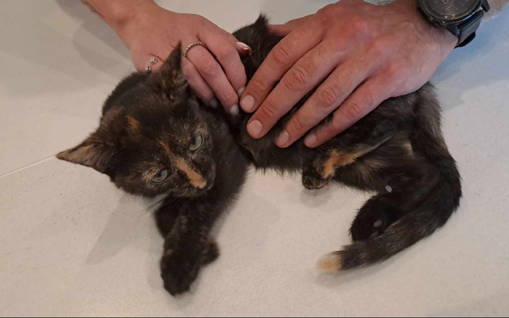 Zbiórka Pomocy Ratujmy koteczkę Bonę - zdjęcie główne