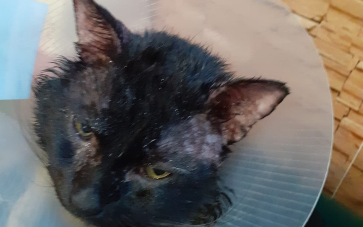 Kot w kołnierzu ochronnym, z mokrym futrem, wygląda na zmartwionego.