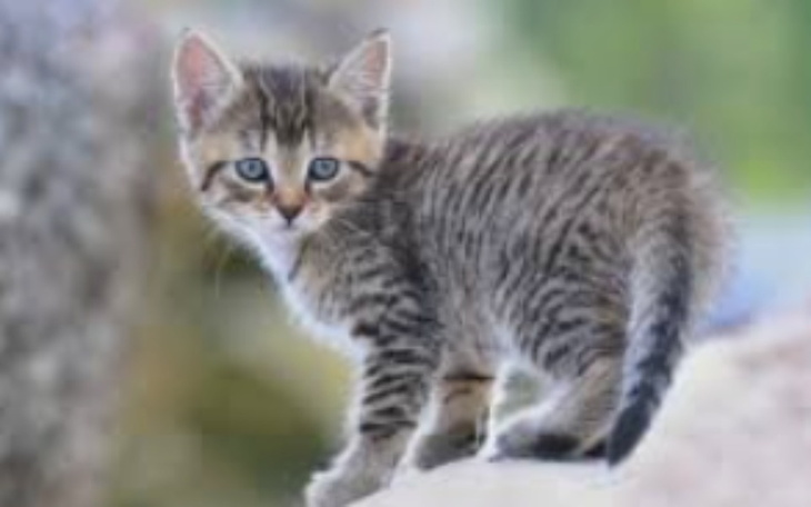 Zbiórka Na kociaka - zdjęcie główne