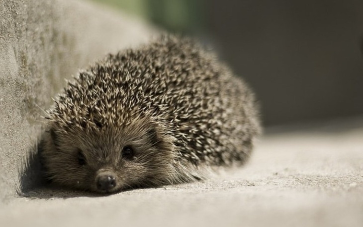 Zbiórka Pierwsza pomoc dzikim zwierzętom - zdjęcie główne