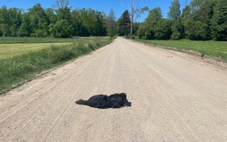 Czarny pies leżący na drodze, otoczony zielenią.