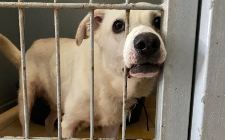 Zbiórka Adopciaki Opoczno - zdjęcie główne