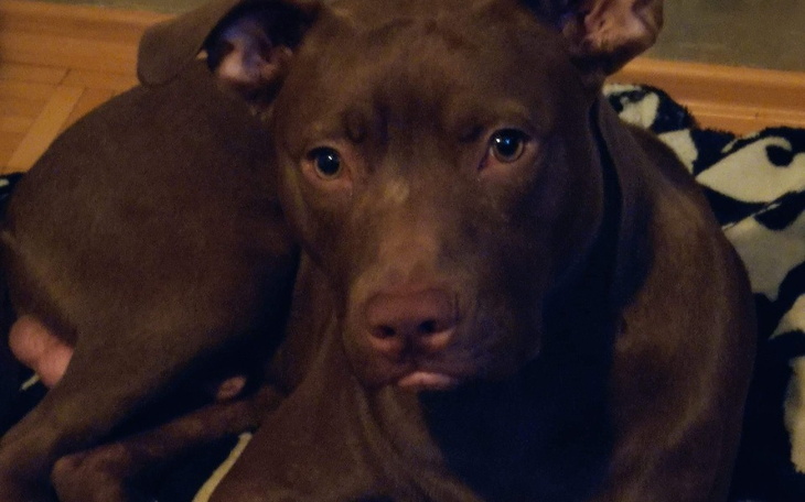 Brązowy pies rasy pitbull, spogląda z zainteresowaniem.