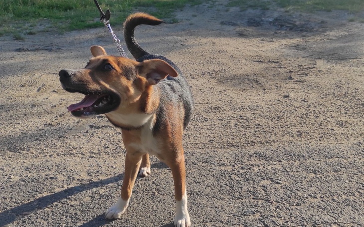 Zbiórka Groomer dla czworonogów - zdjęcie główne