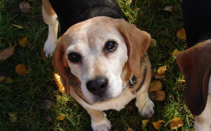 Beagle z wyrazem ciekawości na twarzy.