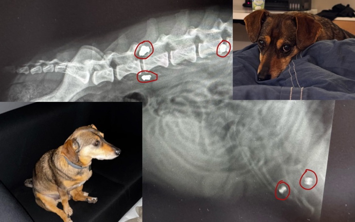 Zdjęcie rentgenowskie psa z zaznaczonymi problemami zdrowotnymi.