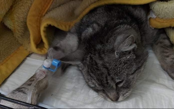 Zbiórka Silne zapalenie pęcherza i jelit - zdjęcie główne