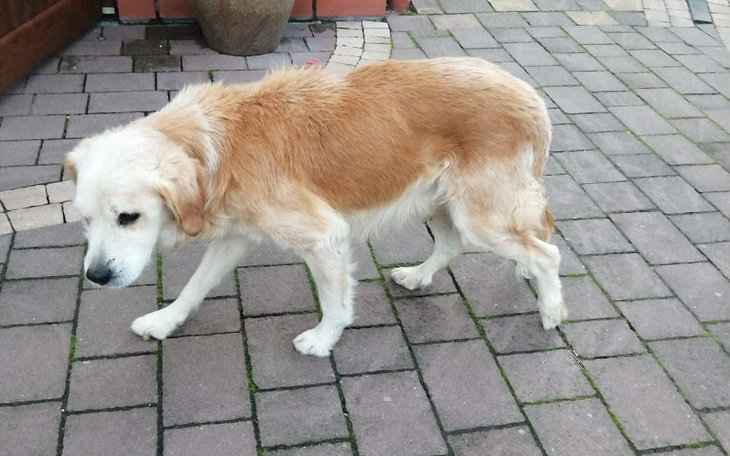 Zbiórka A jednak nie zginąłem pod kołam - zdjęcie główne