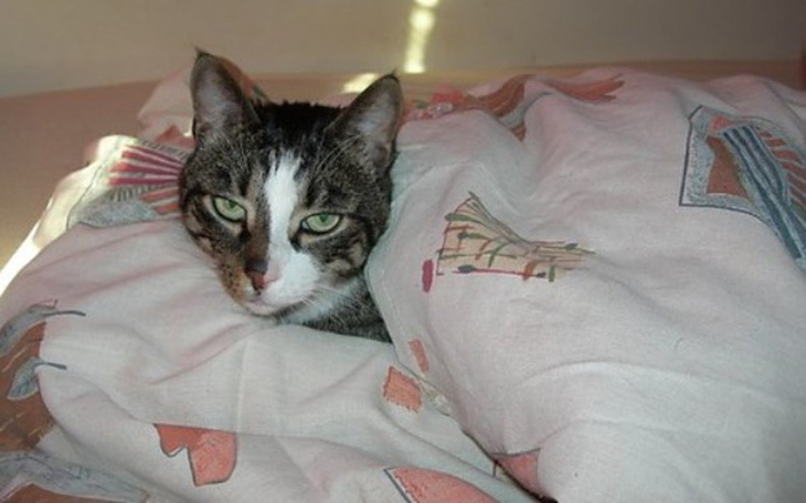 Zbiórka Kotek potrzebuje pomocy !!!!! - zdjęcie główne