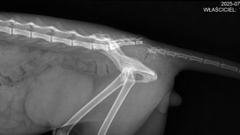 Zbiórka Połamany Łatek z Karszowa - miniaturka zdjęcia