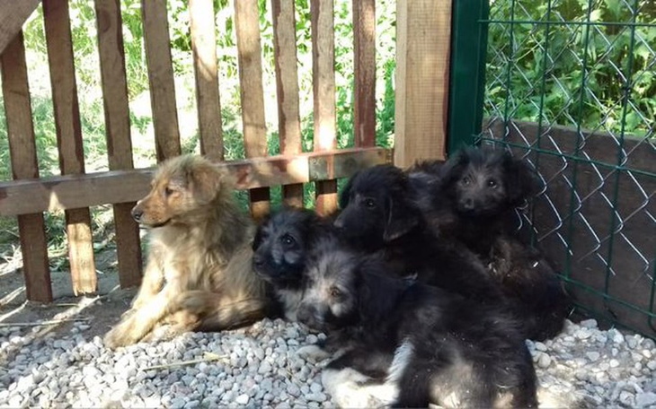 Zbiórka chore szczeniaki - zdjęcie główne