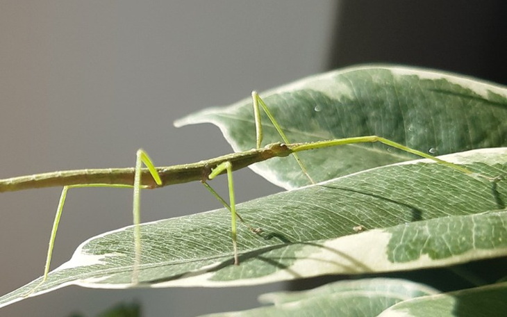 Zbiórka Wyposażenie terrarystyczne - zdjęcie główne