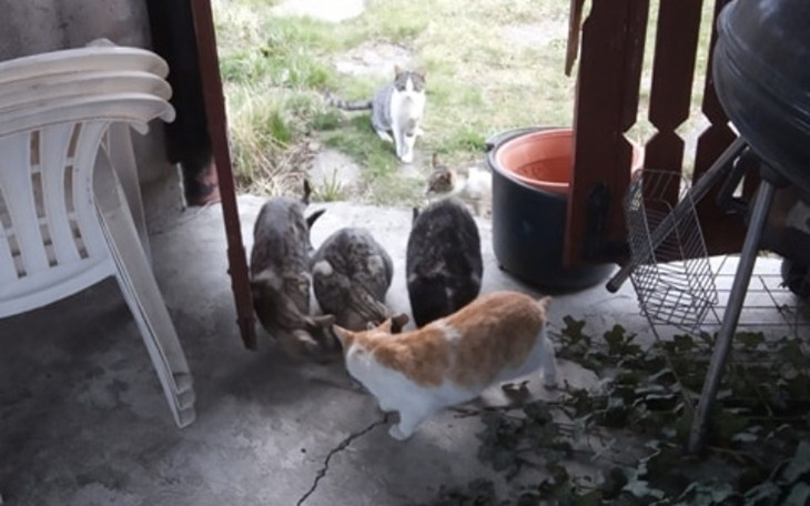 Zbiórka 1000 na nocną akcje kastracje - zdjęcie główne