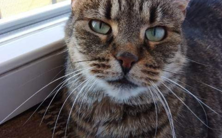 Zbiórka Transport kotki niechcianej - zdjęcie główne