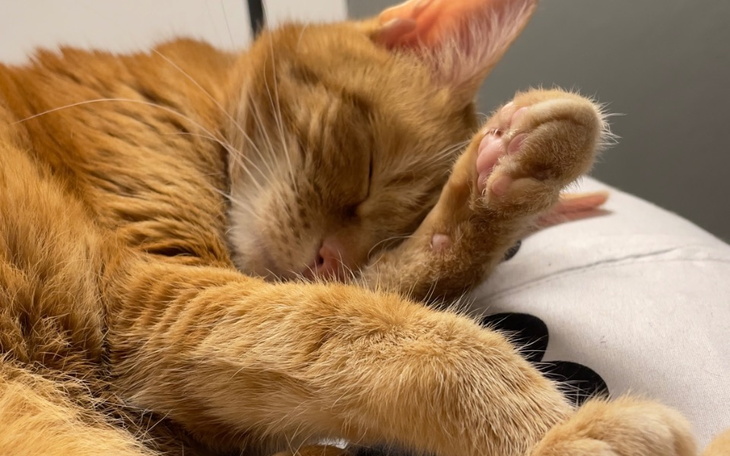 Rudy kot śpi, zrelaksowany, z łapką na poduszce.