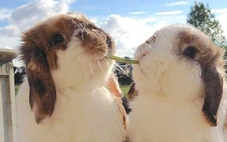 Zbiórka Zbiórka dla schroniska SPK - zdjęcie główne