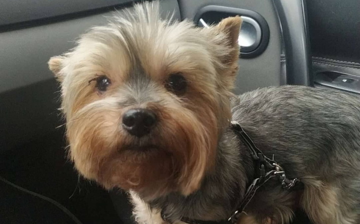 Zbiórka Na operację dla Trelusia - zdjęcie główne