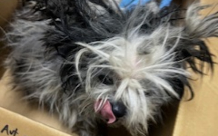 Zbiórka 2 skrajnie zaniedbane shihtzu - zdjęcie główne