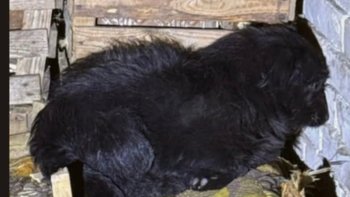 Zbiórka Uratuj Fado - miniaturka zdjęcia