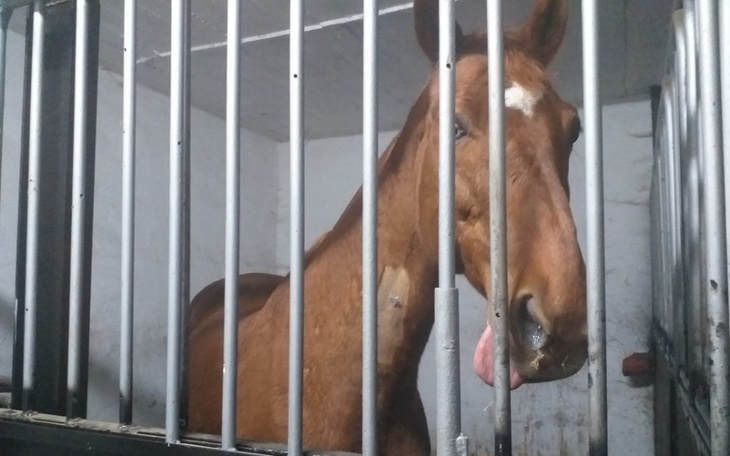 Zbiórka Leczenie ukochanej klaczy - zdjęcie główne