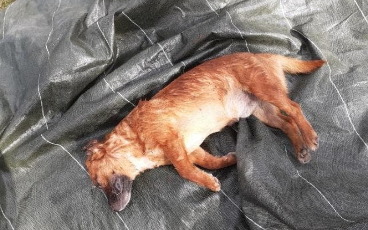 Zbiórka NAGRODA za wskazanie sprawcy... - zdjęcie główne